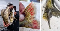 “Fire tail” walleye, Circle hook myth debunked, Good people still exist