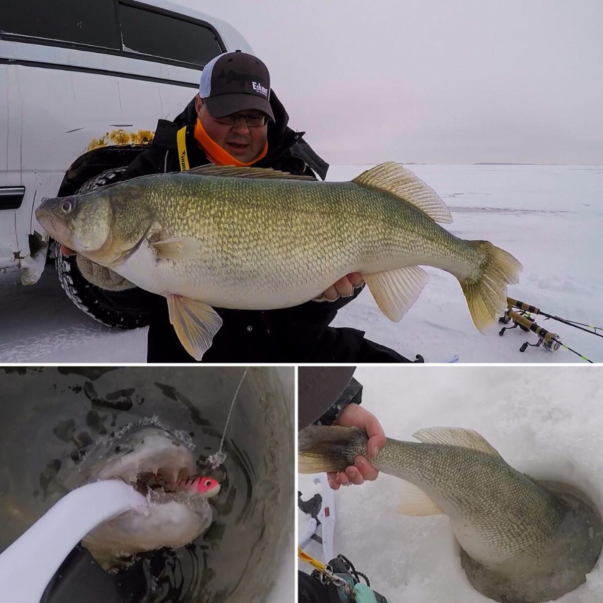 As seen at Lindner Media, When Down Imaging is dialed, Fattest walleye ever  – Target Walleye