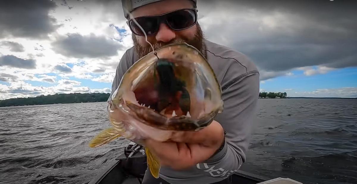 Algoma Walleye Riding High: Try This Dropshot Technique Used by The Fish'n  Canada Show