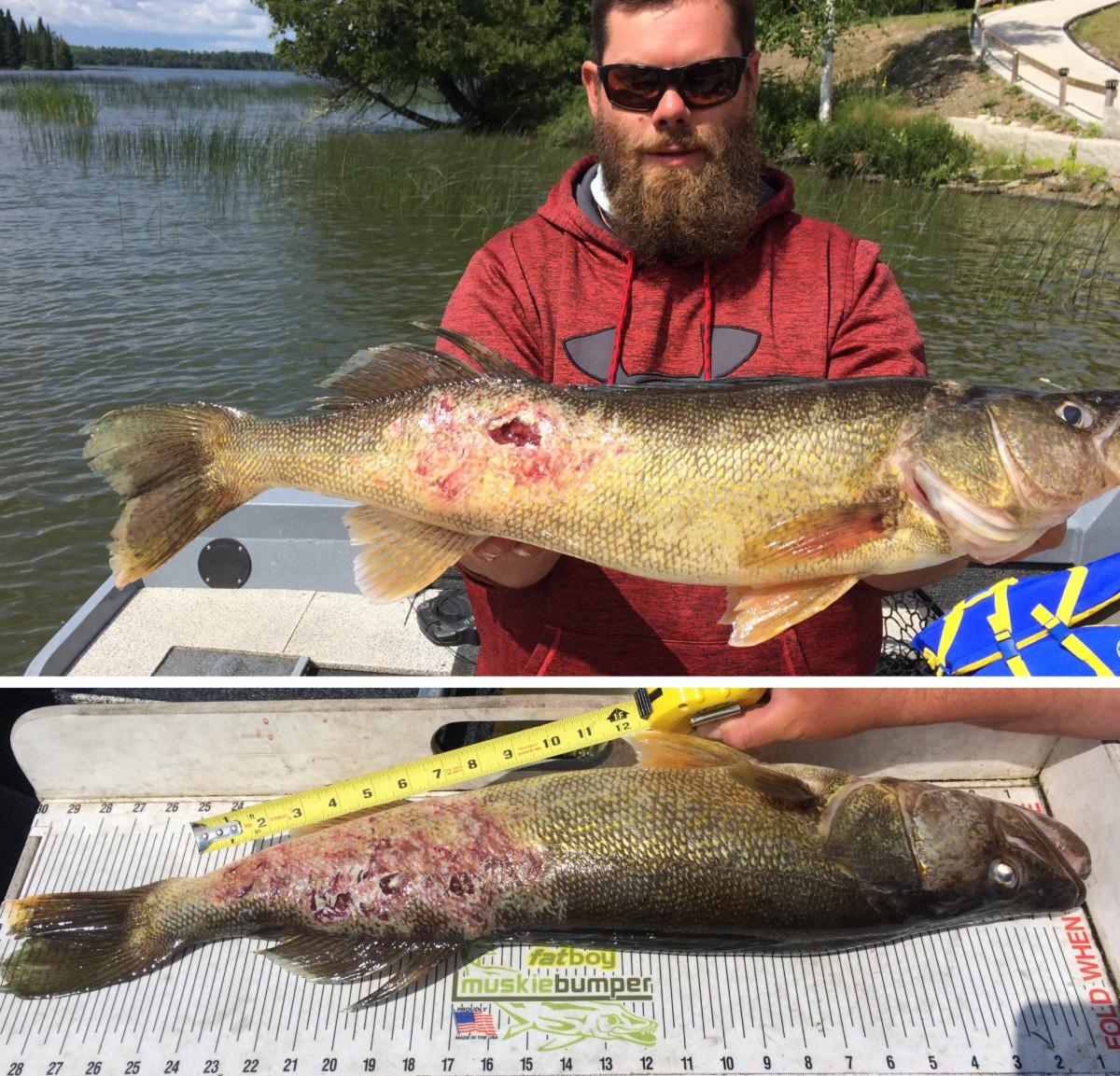 How To Guide on Leadcore Trolling for Late Summer Walleye - Fish Ed 