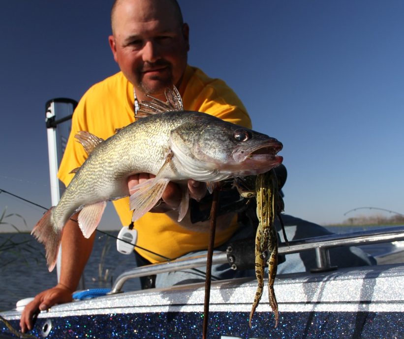 Legend of the Griz, Frog eating walleyes, Keep minnows livelier