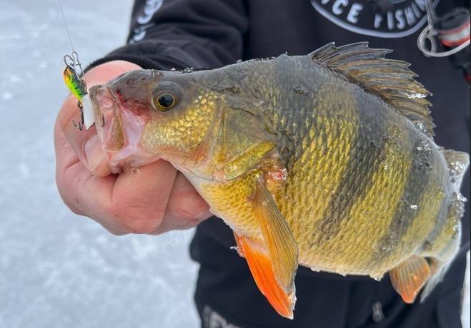 Secret ChatterBait walleyes, Shallow snap jigging, Crooked fish caught  again – Target Walleye