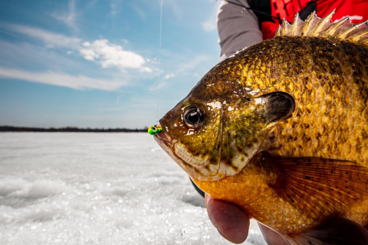 Check the Ice and Cash in on Late Winter Panfish - MidWest Outdoors