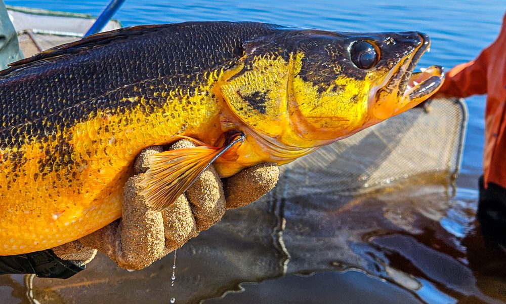 Target Walleye - The best news and tips on walleye and ice fishing!