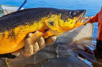 Rare golden walleye, Girth like none other, Lithium trollers are insane