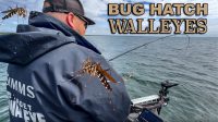 How to catch walleyes during an early-season bug hatch