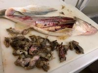 Walleyes love frogs, Nightcrawlers fight back, Easiest harvest mission