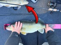 Fall dropshot tricks, Evolution of the industry, Fishing for deers