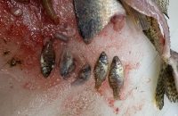 Bay of Quinte 18-lber, Stripeless perch, Walleye devours bluegills