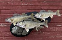 Tyler Erickson is Revolutionizing Fish Taxidermy with World-Class Replicas