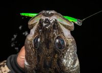 Lake Erie PB walleye, Hoyer’s cold-water baits, Spring Rippin’ Rap tricks