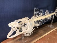 Small lake walleyes, Jigging Rap domination, European fish mounts