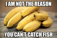 Banana myth busted, Jigging Rap tweak, Seiche Effect moves your fish?