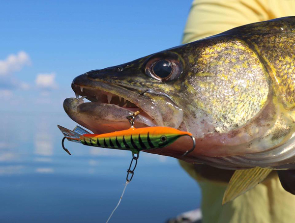 funny fishing story – Target Walleye