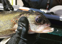 Panfish jig colors tip, Merp costs tourney win, Rant of the day