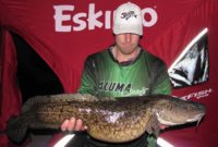 Fattest perch ever, 22-lb burbot caught, Miss River walleyes now