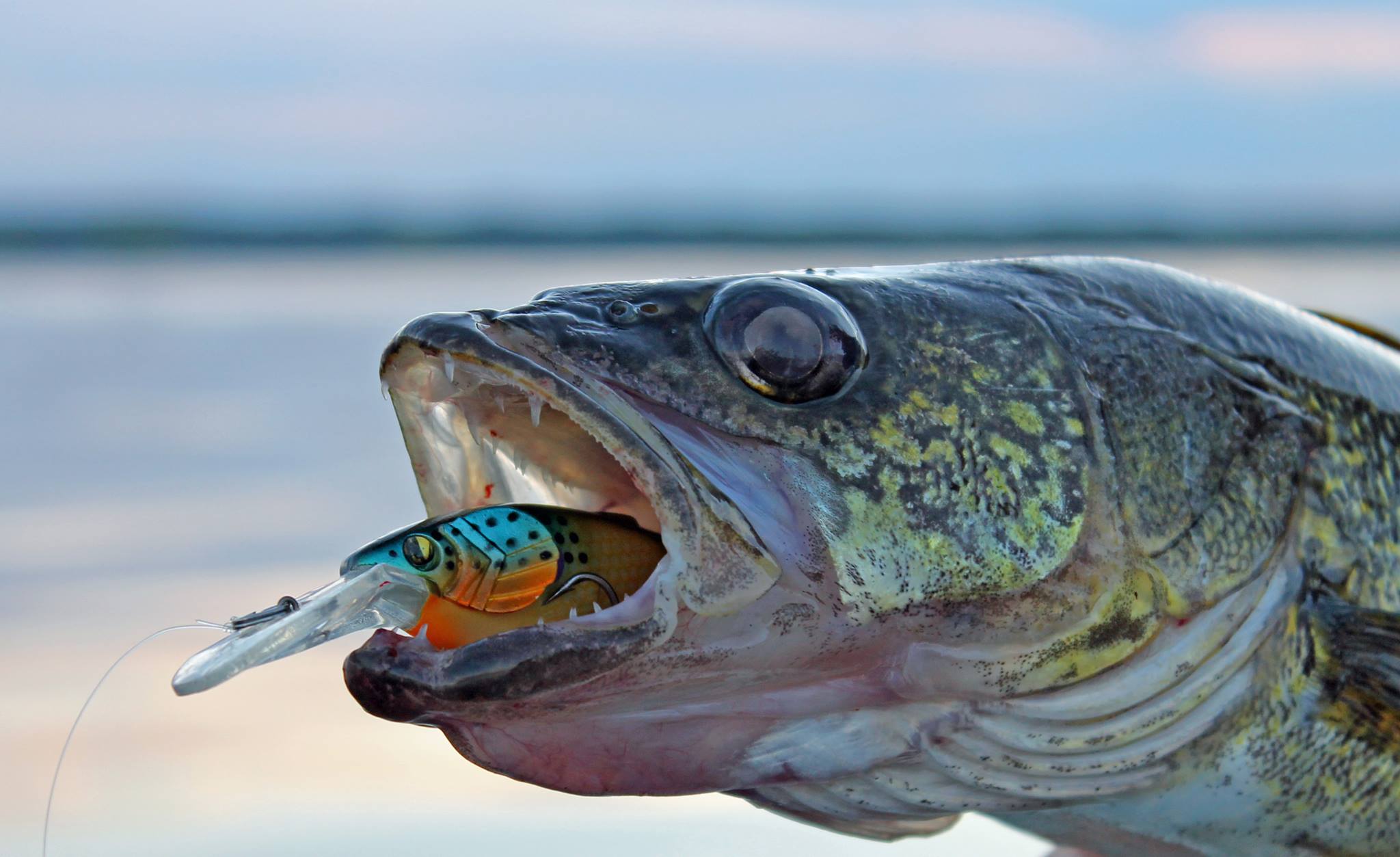 3 Great Crankbaits For Summer Walleyes 