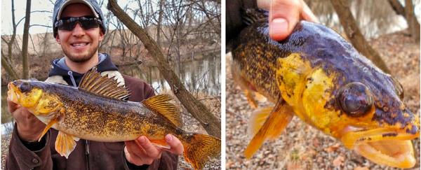 orange-crazy-colored-target-walleye-fishing.jpeg