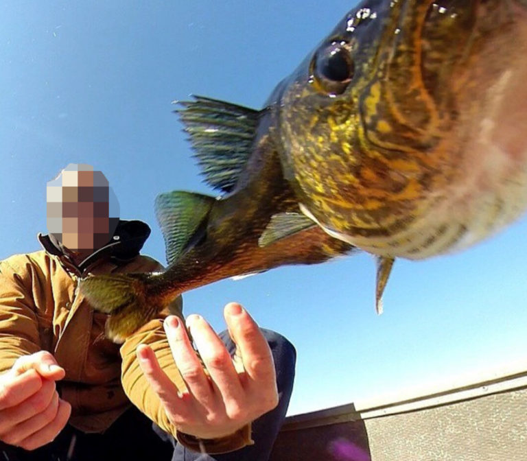 22 unique ways to hold a walleye Target Walleye