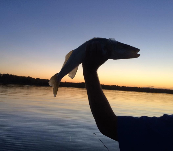 22 unique ways to hold a walleye Target Walleye