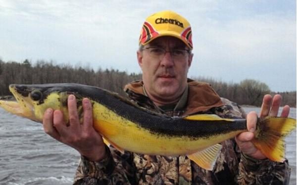 The 5 Weirdest colored Walleyes Ever