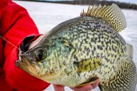 Crappies follow plankton, Who needs a road pass, Bro’s plastic mods