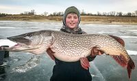 Mammoth pike iced, Jumbos eat own eyes, Tiger trout video