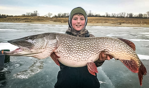 Mammoth pike iced, Jumbos eat own eyes, Tiger trout video – Target Walleye