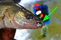 Ever try ice fishing walleyes with plastics?