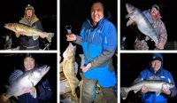 Teeners of the week, Burbot have backstraps, How to dead bait pike