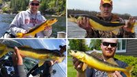 Rare yeller-belly walleye caught, Pike eats porcupine, Use poly blades in weeds