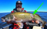 Walleyes eat the darndest things, Top jigging baits, Power fish bottom-bouncers