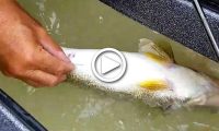 Planer board loop-knot trick, How to “fizz” fish, Dog day walleyes