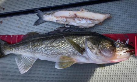 Lake of the Woods – Page 4 – Target Walleye