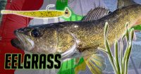 Don’t overlook “eelgrass” for mid-day summertime walleyes