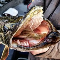 Snapping SZN is here, Strangest pike teeth ever, Trolling motor maintenance