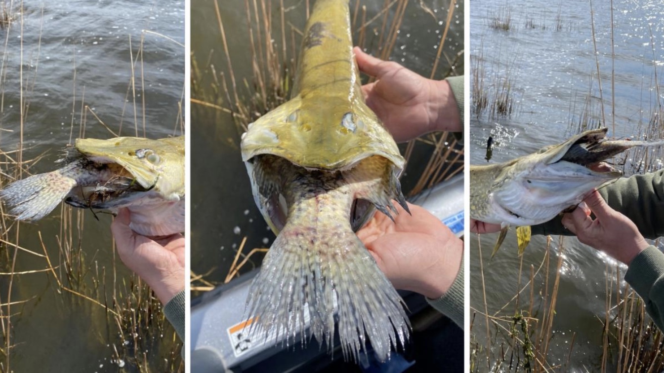 Record walleye trotlined, Pike gets got, Boley's spring transition