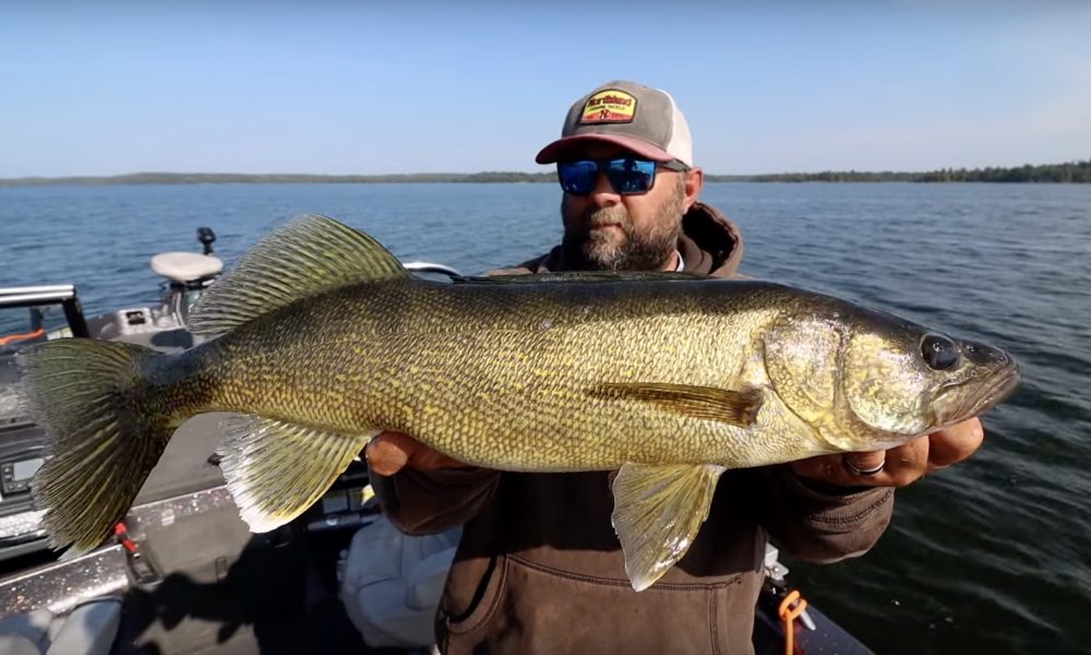 Finding ciscoes can help you catch more giant walleye, lake trout