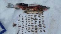 Giant greenback walleye, Pike eats 83 sunfish, Biggest ice muskie ever