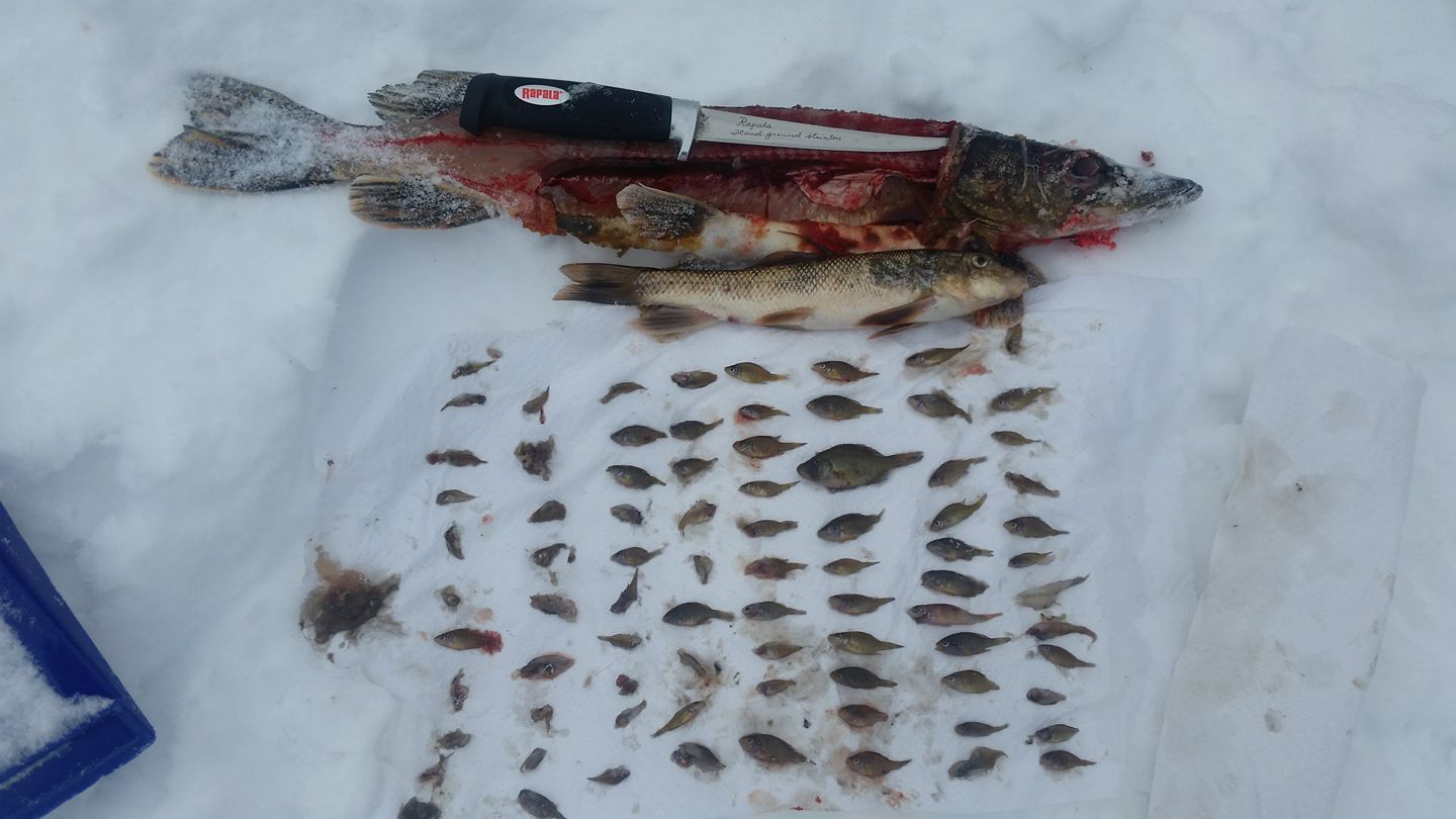 https://targetwalleye.com/wp-content/uploads/2022/12/northern-pike-chock-full-of-sunfish-ice-fishing-target-walleye.jpg