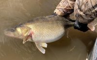 Scuba diving for baits, Freaks of the week, Chatterbait walleyes