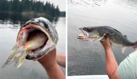 Live sonar rant, Cannibalistic walleye, Power Switch spotted