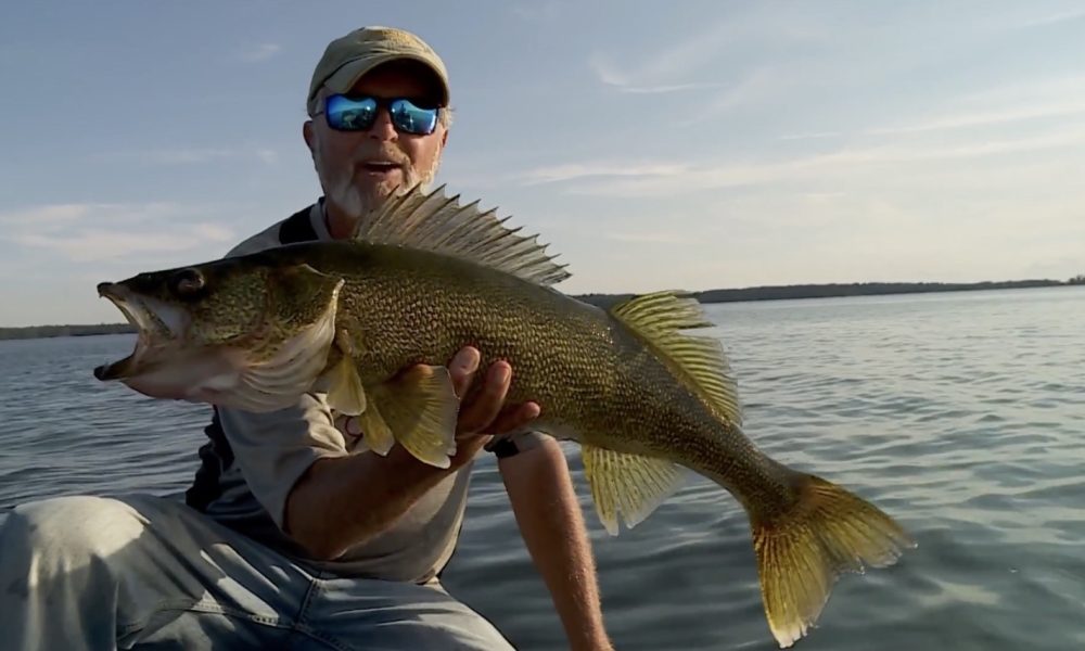 Anglers: Walleye are small but there are lots of them