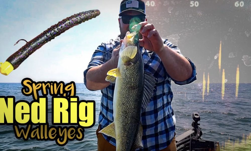 NextImg:Ned Rig spring walleye fishing – Target Walleye
