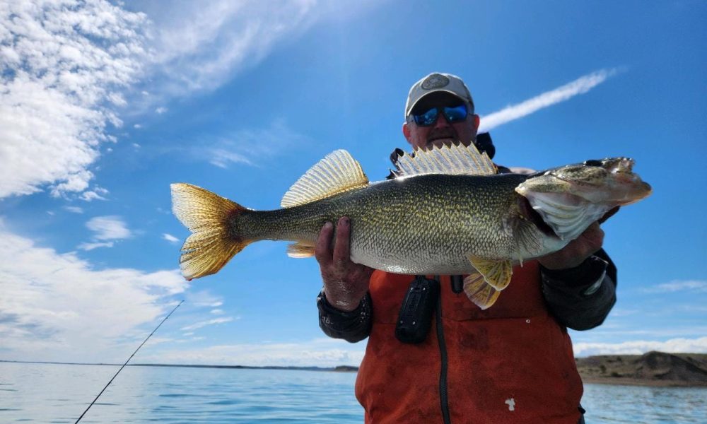 18-lb walleye caught, Al Lindner hype, Spring cranking basics – Target Walleye