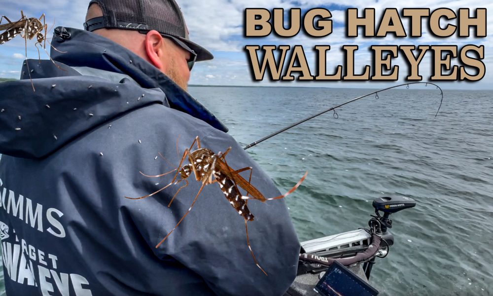 How to catch walleyes during an early-season bug hatch – Target Walleye