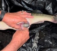 More weights in fish, Find the best weeds, Intercept transition walleyes