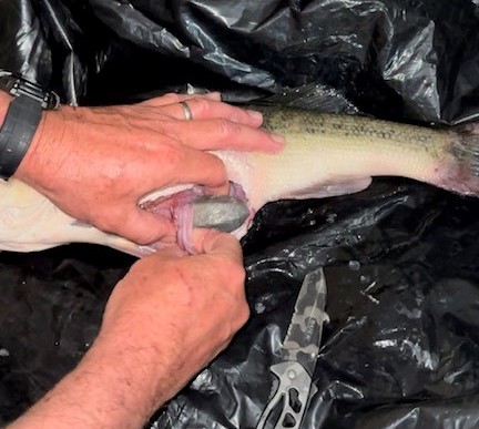 More weights in fish, Find the best weeds, Intercept transition walleyes – Target Walleye