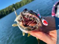 Lake Oahe teener, When leeches bite back, ElaZtech saves leaky boat