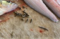 Dragonfly larvae walleyes, Catch and catch again, Wild MEGA Imaging shot